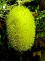 بذر خیار کمیاب و جالب زینتی خارپشت (Cucumber Hedgehog)