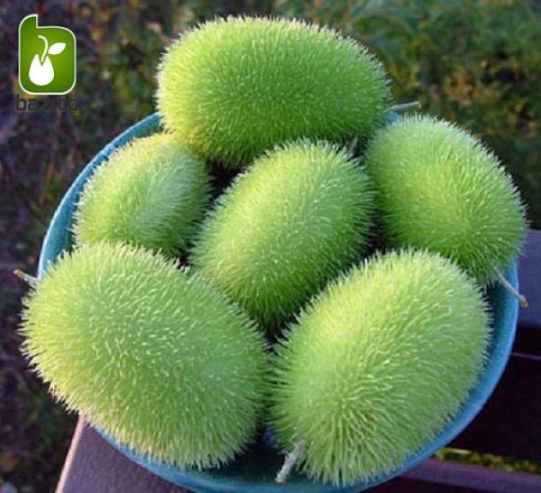 بذر خیار کمیاب و جالب زینتی خارپشت (Cucumber Hedgehog)
