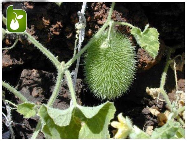 بذر خیار کمیاب و جالب زینتی خارپشت (Cucumber Hedgehog)