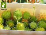 بذر خیار کمیاب و جالب زینتی خارپشت (Cucumber Hedgehog)