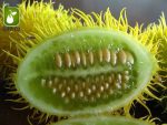 بذر خیار کمیاب و جالب زینتی خارپشت (Cucumber Hedgehog)