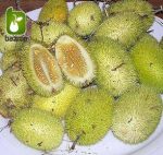 بذر خیار کمیاب و جالب زینتی خارپشت (Cucumber Hedgehog)