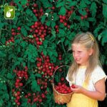 بذر انواع گوجه فرنگی زینتی (مینیاتوری چری زیتونی و گیلاسی)