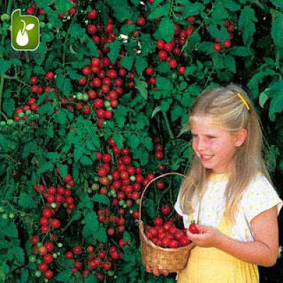 بذر انواع گوجه فرنگی زینتی (مینیاتوری چری زیتونی و گیلاسی)