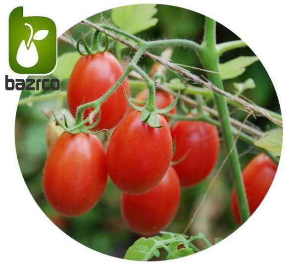 بذر انواع گوجه فرنگی زینتی (مینیاتوری چری زیتونی و گیلاسی)