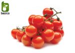 بذر انواع گوجه فرنگی زینتی (مینیاتوری چری زیتونی و گیلاسی)