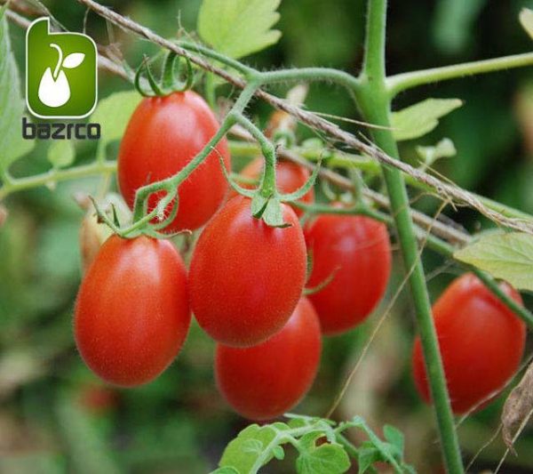 بذر انواع گوجه فرنگی زینتی (مینیاتوری چری زیتونی و گیلاسی)