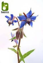 بذر انواع واریته گیاه زیبای گاو زبان ایرانی و گاو زبان اروپائی