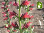 بذر انواع واریته گیاه زیبای گاو زبان ایرانی و گاو زبان اروپائی
