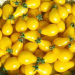 بذر انواع گوجه فرنگی زینتی (مینیاتوری چری زیتونی و گیلاسی)