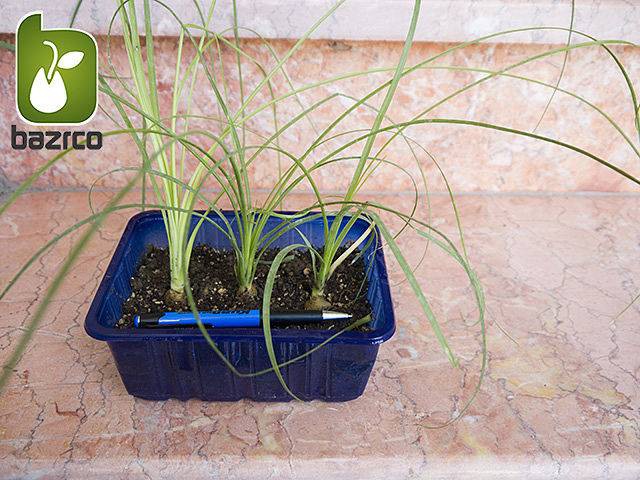 نشاء گیاه زیبای لیندا یا نخل دم اسبی BEAUCARNEA RECURVATA