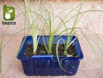 نشاء گیاه زیبای لیندا یا نخل دم اسبی BEAUCARNEA RECURVATA