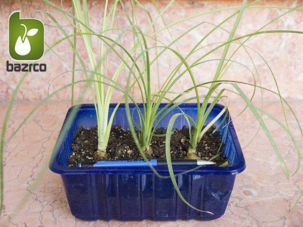 نشاء گیاه زیبای لیندا یا نخل دم اسبی BEAUCARNEA RECURVATA