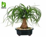 نشاء گیاه زیبای لیندا یا نخل دم اسبی BEAUCARNEA RECURVATA