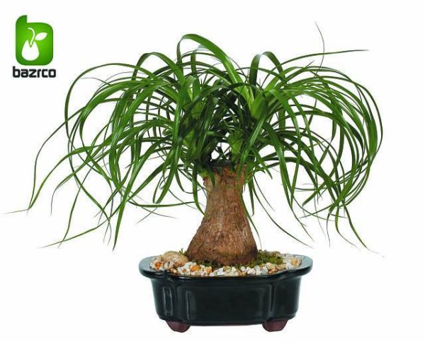 نشاء گیاه زیبای لیندا یا نخل دم اسبی BEAUCARNEA RECURVATA