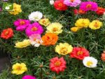 بذر گل زیبای پورتولاکا یا گل ناز آفتابی (PORTULACA GRANDIFLORA)