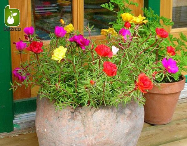 بذر گل زیبای پورتولاکا یا گل ناز آفتابی (PORTULACA GRANDIFLORA)