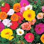 بذر گل زیبای پورتولاکا یا گل ناز آفتابی (PORTULACA GRANDIFLORA)