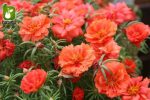 بذر گل زیبای پورتولاکا یا گل ناز آفتابی (PORTULACA GRANDIFLORA)