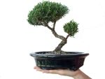 بونسای زیبای کلکسیونی سرو کوهی یا جونیپر(bonsai Juniper)