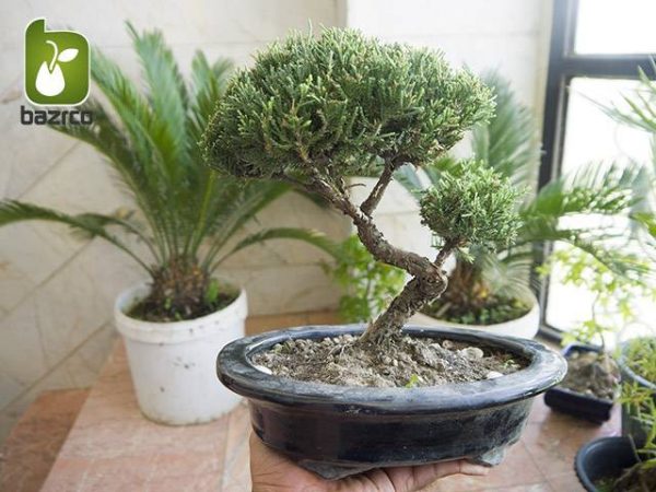 بونسای زیبای کلکسیونی سرو کوهی یا جونیپر(bonsai Juniper)