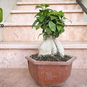 بونسای  فیکوس جینسینگ (Ficus ginseng Bonsai)