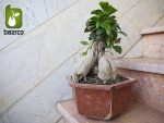 بونسای  فیکوس جینسینگ (Ficus ginseng Bonsai)