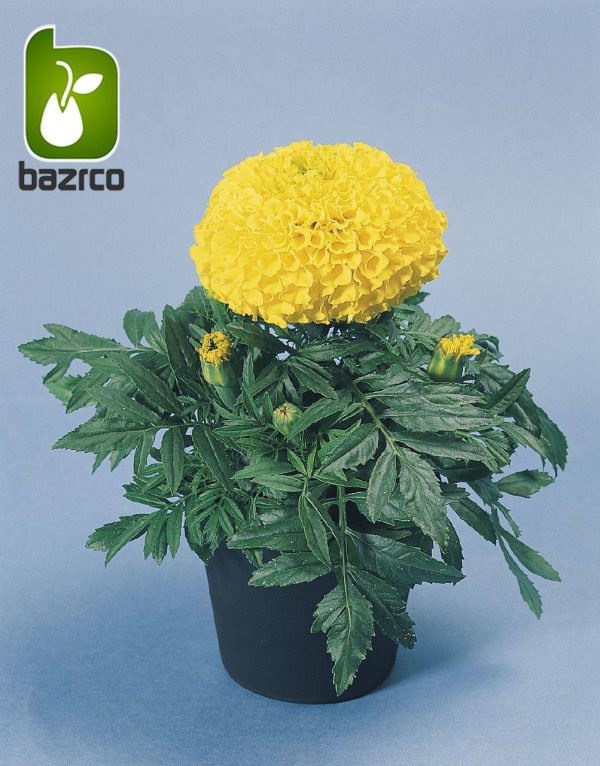 بذر  گونه و رنگ مختلف گل زیبای TAGETES PATULA (گل جعفری)
