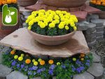 بذر  گونه و رنگ مختلف گل زیبای TAGETES PATULA (گل جعفری)