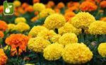 بذر  گونه و رنگ مختلف گل زیبای TAGETES PATULA (گل جعفری)