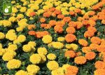 بذر  گونه و رنگ مختلف گل زیبای TAGETES PATULA (گل جعفری)