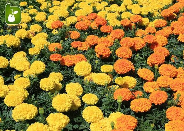 بذر  گونه و رنگ مختلف گل زیبای TAGETES PATULA (گل جعفری)