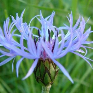 بذر گیاه زیبای گل گندم (centaurea cyanus)