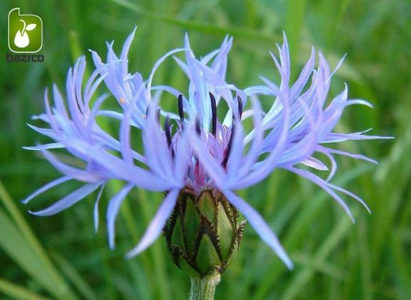 بذر گیاه زیبای گل گندم (centaurea cyanus)