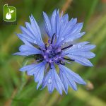 بذر گیاه زیبای گل گندم (centaurea cyanus)