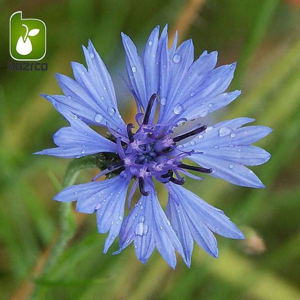 بذر گیاه زیبای گل گندم (centaurea cyanus)