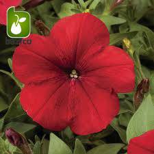 بذر گونه های  رنگی گل اطلسی (PETUNIA HYBRIDA)