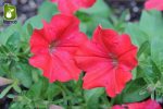 بذر گونه های  رنگی گل اطلسی (PETUNIA HYBRIDA)