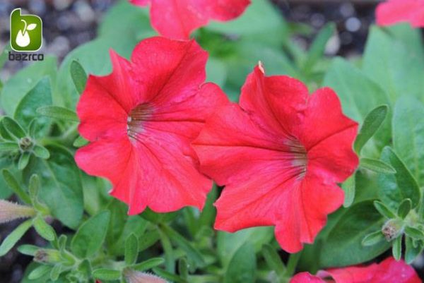 بذر گونه های  رنگی گل اطلسی (PETUNIA HYBRIDA)