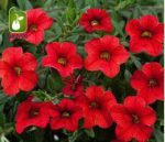 بذر گونه های  رنگی گل اطلسی (PETUNIA HYBRIDA)