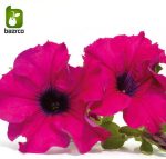 بذر گونه های  رنگی گل اطلسی (PETUNIA HYBRIDA)