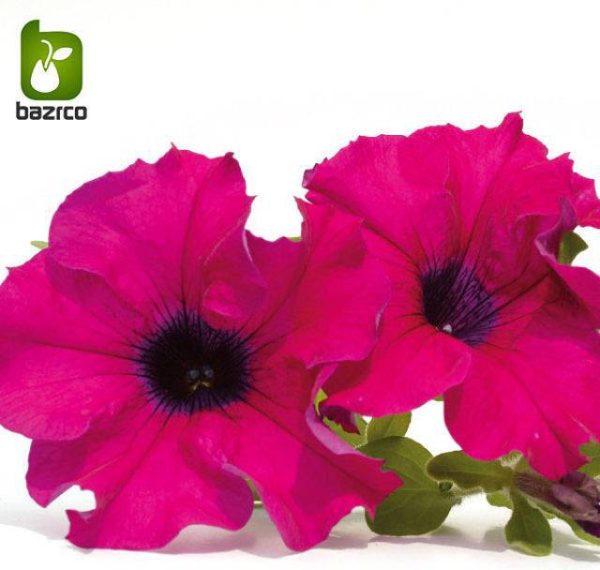 بذر گونه های  رنگی گل اطلسی (PETUNIA HYBRIDA)