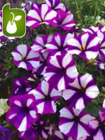بذر گونه های  رنگی گل اطلسی (PETUNIA HYBRIDA)