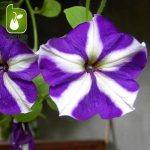 بذر گونه های  رنگی گل اطلسی (PETUNIA HYBRIDA)