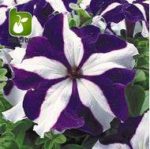 بذر گونه های  رنگی گل اطلسی (PETUNIA HYBRIDA)
