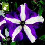 بذر گونه های  رنگی گل اطلسی (PETUNIA HYBRIDA)