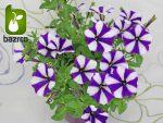 بذر گونه های  رنگی گل اطلسی (PETUNIA HYBRIDA)