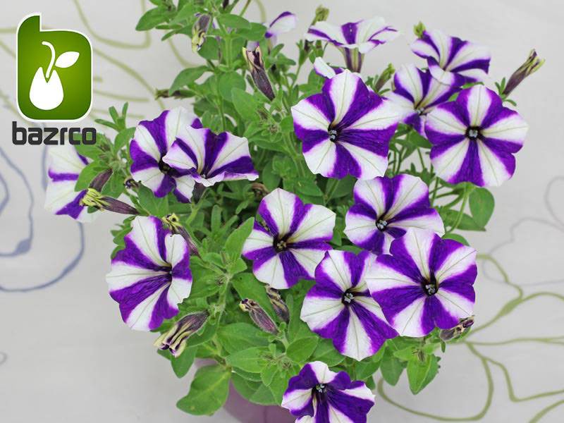 بذر گونه های  رنگی گل اطلسی (PETUNIA HYBRIDA) بذر گونه های  رنگی گل اطلسی (PETUNIA HYBRIDA)