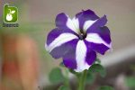 بذر گونه های  رنگی گل اطلسی (PETUNIA HYBRIDA)