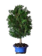 بذر سرو تبری یا سرو خمره ای (Platycladus orientalis)